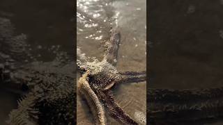 Starfish eating sand dollars 🤯 [upl. by Arikat82]