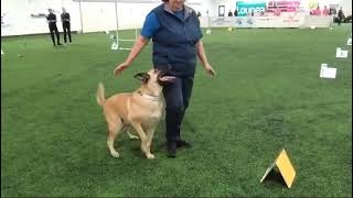 FCI RALLY OBEDIENCE WORLD CHAMPIONSHIP 2024 course 1 KUTINAN XUURVILI [upl. by Ellenhoj]