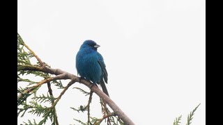 Indigo Bunting Whitburn County Durham 19524 [upl. by Uwkuhceki]