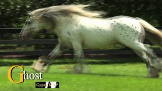 GHOST RIDER Spotted Gypsy Vanner Stallion for Sale [upl. by Ymmit]