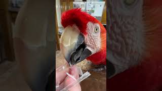 Person is preening their Macaw Parrot [upl. by Anaj44]