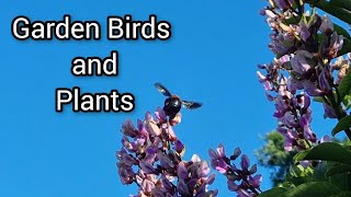 Medley of plants birds and bees 😊 and pets 🥰 [upl. by Quint]