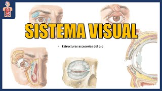 ANATOMÍA  SISTEMA VISUAL 22 👁 MÚSCULOS EXTRÍNSECOS APARATO DE PROTECCIÓN Y APARATO LAGRIMAL [upl. by Nylirac]