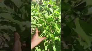 The uses of the sweet basil leaves  African basil leaves  herbal plant and its benefits [upl. by Iinden]