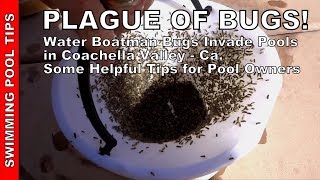 PLAGUE OF BUGS Water Boatman Bugs Invade Pools amp Lakes in the Coachella Valley  Helpful Tips [upl. by Lenno421]