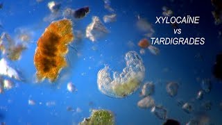 TARDIGRADA vs XYLOCAINE [upl. by Wesla]