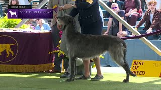 Scottish Deerhounds  Breed Judging 2023 [upl. by Nylirek]