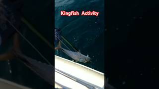 Kingfish Activity shorts shortvideo shortsfeed fishing fish fishingvideo [upl. by Eentroc]