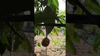 ROLLINIA FRUIT FREE SEED ph9048950039 [upl. by Errol]