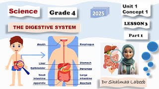 ساينس رابعة لغات أقوى و أبسط شرح الجهاز الهضمى Science grade 4 Digestive System [upl. by Surat]