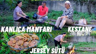 KANLICA MANTARI YERLİ KESTANE ORJİNAL JERSEY SÜTÜ [upl. by Dewees530]