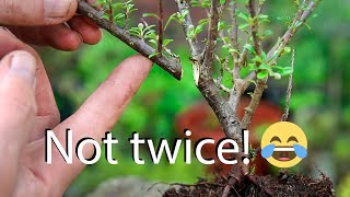 How to style cotoneaters for bonsai from nursery stock [upl. by Mandle]