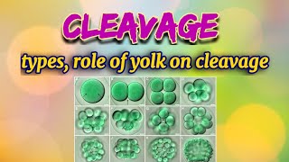 Types amp Planes of Cleavage  Role of Yolk on Cleavage  Holoblastic amp Meroblastic Cleavage [upl. by Power]