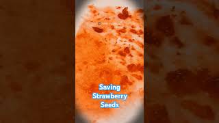 Saving Strawberry Seeds for Next Planting [upl. by Issac]