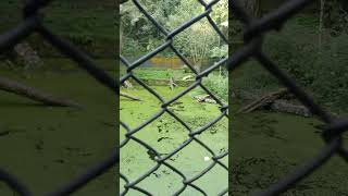 Lontra zoológico de Curitiba [upl. by Egoreg]