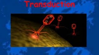 Transduction in Bacteria [upl. by Ilana588]