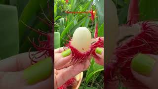 My favorite Fruit hairyfruit rambutanfruit sweetfruit yummy sweetfruit asmr shortvideo [upl. by Lyle]