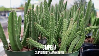 Stapelia the Starfish Plant and Carrion Flower [upl. by Niwhsa]