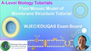 Cell Membrane structure Fluid mosaic model AS Biology WJEC and EDUQAS [upl. by Roumell286]