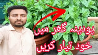 ghar par podena ughayen khud plant tayar kren [upl. by Perla]