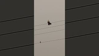 Birds on wire shortvideo birds [upl. by Nwahsyt]