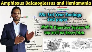 Digestive System of Herdmania Balanoglossus and Amphibious short Trick  BSc 3rd year Zoology [upl. by Corby598]