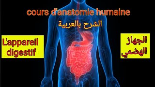 Le système digestif  Anatomie descriptive de lappareil digestif الجهاز الهضمي [upl. by Dylan]