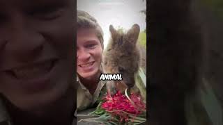 Meet the world’s happiest animal the quokka [upl. by Kramnhoj]