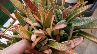 My Gasteria full of Mealybugs What i did [upl. by Enelhtak]