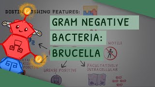 Gram Negative Bacteria Brucella [upl. by Eulau]