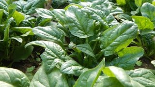 Freezing Spinach  The Homestead Kitchen [upl. by Akelam]