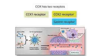 GASTRIN CCK AND CANCER Gastrin CCK and Secretin functions in health and disease explained [upl. by Aronek]