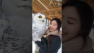 Isnt this snowy owl huge magicalanimals magicalanimalsinshake animalworld snowyowl [upl. by Ardnik722]