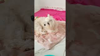 4 Cuidados com os PETS no calor shihtzu shorts [upl. by Stanislaus]