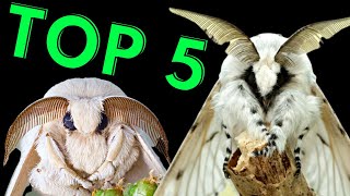 CRAZY MOTH Life Cycles  TOP 5 [upl. by Nevins]