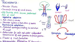 division of tracheophyta class 11 [upl. by Beetner26]