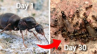 Simulating An Ant Colony For 30 Days [upl. by Ojyma]