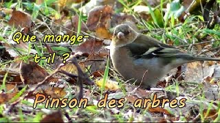 PINSON des ARBRES quatil mangé [upl. by Grinnell732]