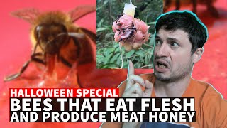 Terrifying FleshEating Bees That Produce Meat Honey [upl. by Anirahc]