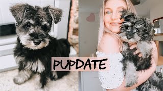 A DAY IN THE LIFE OF MY MINI SCHNAUZER PUPPY  routine training and update [upl. by Bandler]