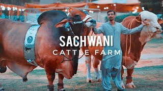 Sachwani Cattle Farm Karachi 2021 Expedition Pakistan [upl. by Durham]