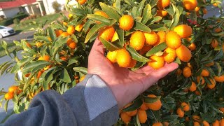 Kamquat Nagami Tree Full of Fruit [upl. by Ahsieit489]