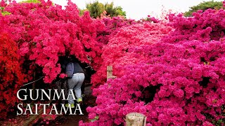 【Azalea and Wisteria blossoms】800 yearold Azalea tree 1200 yearold Wisteria treeつつじが岡公園 牛島の藤 [upl. by Thistle]