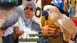 Lalukhet Exotic Hen and Rooster Parrots and Birds Market 15102023 Karachi Part 1 الببغاوات الجميلة [upl. by Victoria890]