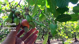 Cashew Anacardium occidentale [upl. by Annaoj]