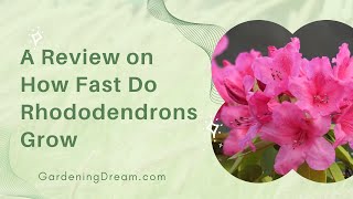 A Review on How Fast Do Rhododendrons Grow [upl. by Yolanda]