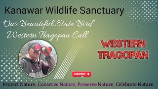 Western Tragopan Call [upl. by Douville]