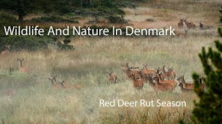 Red Deer Rut Season [upl. by Fernandina103]