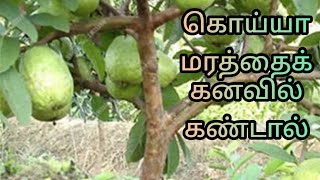 கொய்யா மரத்தைக் கனவில் கண்டால்  guava tree in dream  dream interpretation in tamil kanavupalan [upl. by Niamreg]