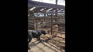 When a calf first sees a giant dog greatdane 송아지 초대형견 보고 놀라는 소리 🐮 [upl. by Helenka]